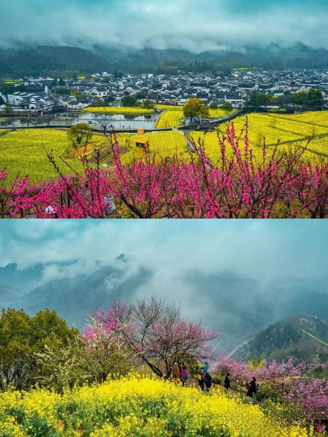 婺源（江岭/李坑/江湾）、黄山、千岛湖 、屯溪老街 空调专列5日游